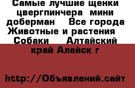 Самые лучшие щенки цвергпинчера (мини доберман) - Все города Животные и растения » Собаки   . Алтайский край,Алейск г.